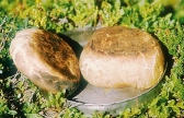 Mmmmmh, frisches Brot in Lappland